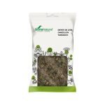 Diente de Leon Planta Soria Natural
